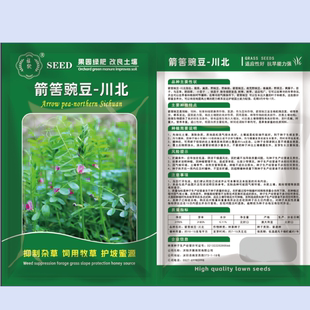 箭舌豌豆种子粮食饲草兼用轮作绿肥种子箭舌野豌豆大巢菜春秋牧草