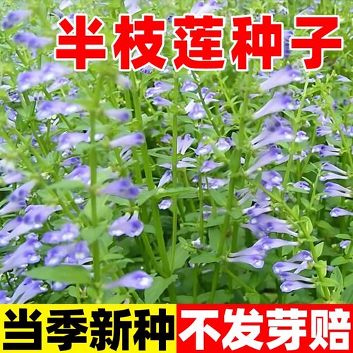 半枝莲种子四季播种 半枝莲 半边莲韩信草花卉种子种籽包邮