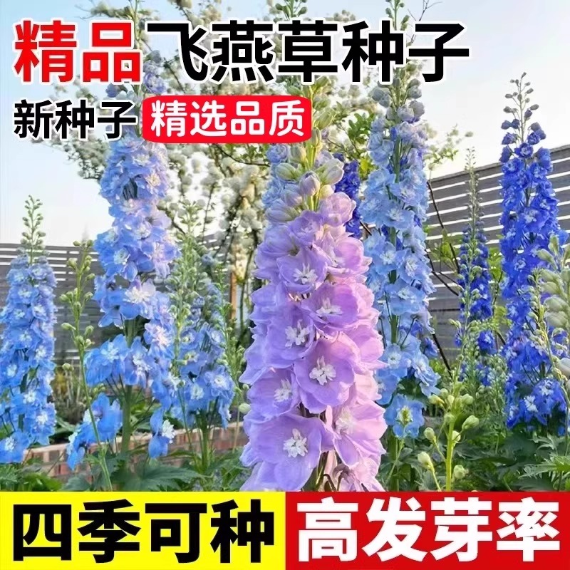 大花飞燕草花种重瓣草种子植鲜切花四季开种庭院观赏花卉花苗盆栽