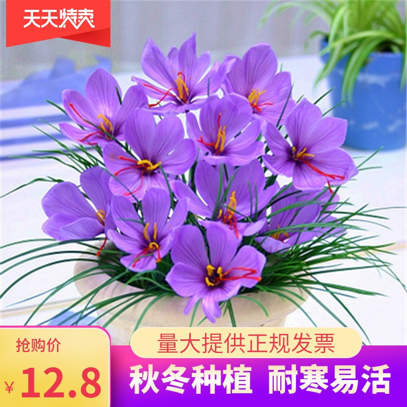 药用藏红花种球番红花食用耐寒花卉种子冬季西红花苗球根植物盆栽在类目 鲜花速递/花卉仿真/绿植园艺, 花卉/蔬果/草坪种子（新）, 种球中 - 来自Buy2taobao.com提供专业的淘宝代购服务