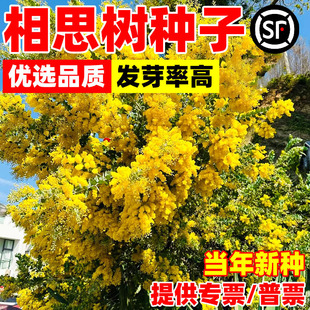 相思树种子假叶豆台湾相思香丝树相思仔台湾柳相思仔种子园林绿化