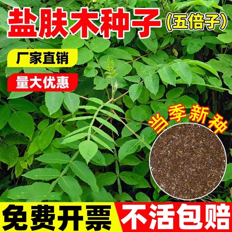 盐肤木种子蜜源树种五倍子种籽耐寒耐旱公路护坡绿化固土灌木种 - 实物图