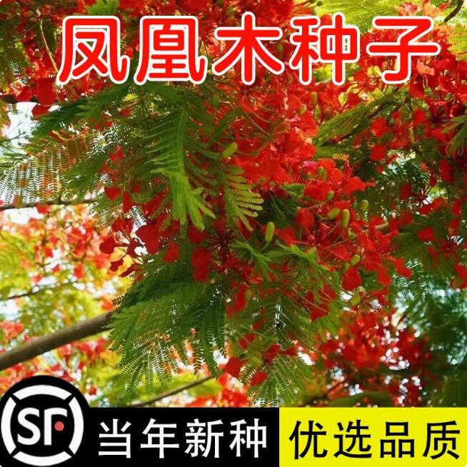 凤凰木树苗树种子种籽林木种籽四季多年生景观绿化工程观叶种孑
