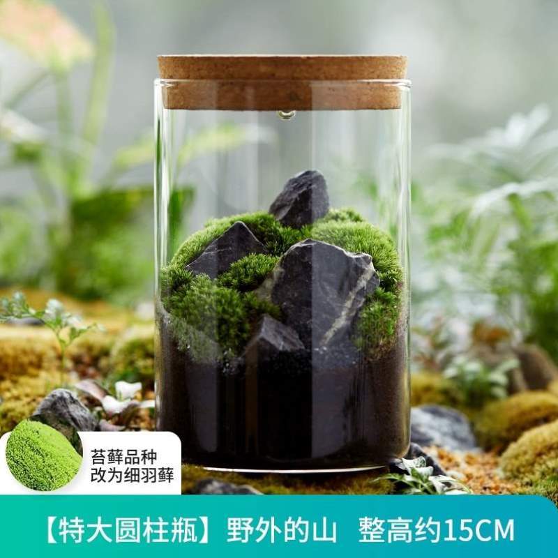 微摆di件y生态瓶景观BGB盆景苔藓植物小盆栽闷养瓶雨林桌面缸青罩