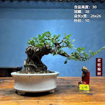 小叶榔榆榆树老桩矮霸榆树老桩坨坨一物一拍榆树盆景种好带盆包邮