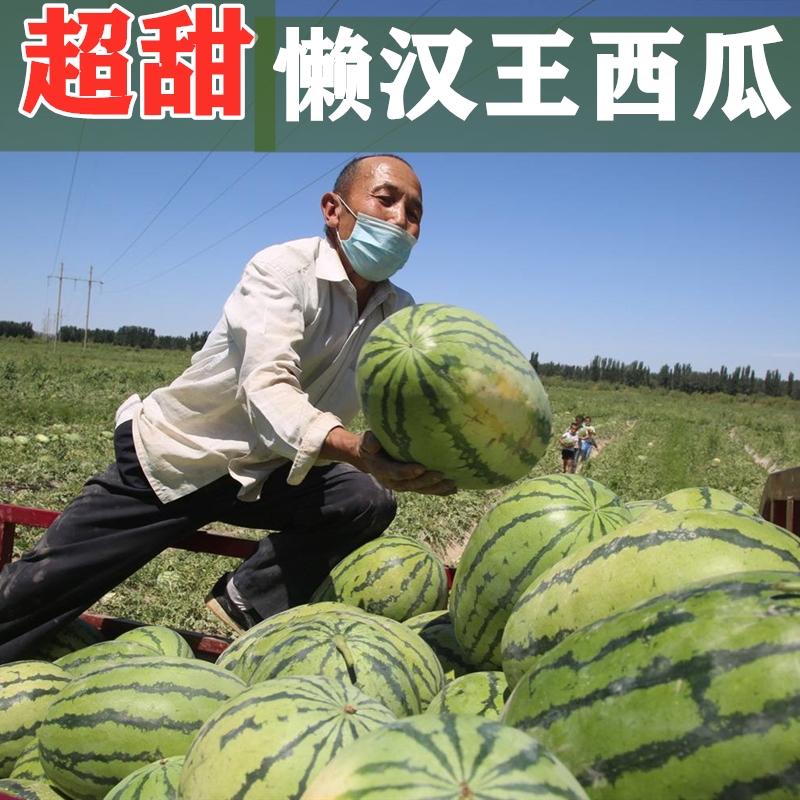 超甜懒汉王西瓜种子巨型特大西瓜种籽春夏季四季抗病
