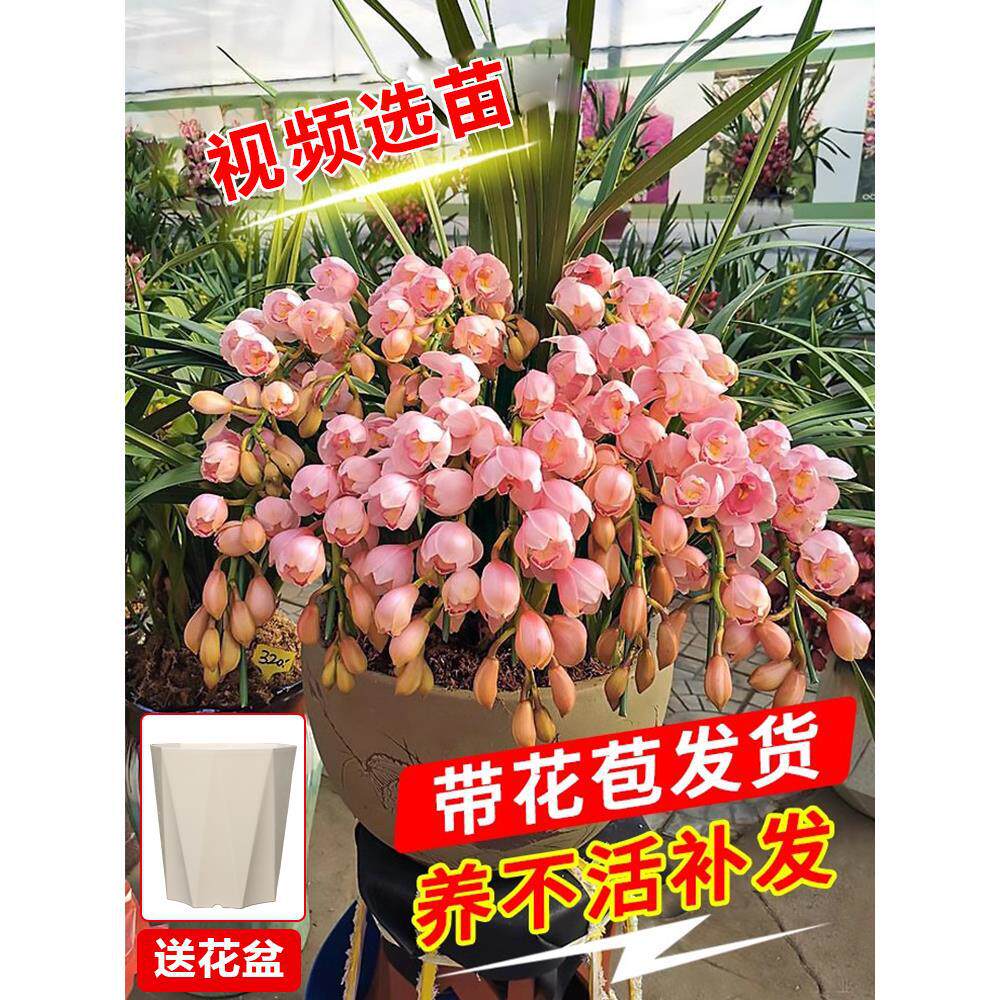 大花惠兰室内鲜花带花苞盆栽春节蕙兰新年宵过年耐寒耐冻花卉