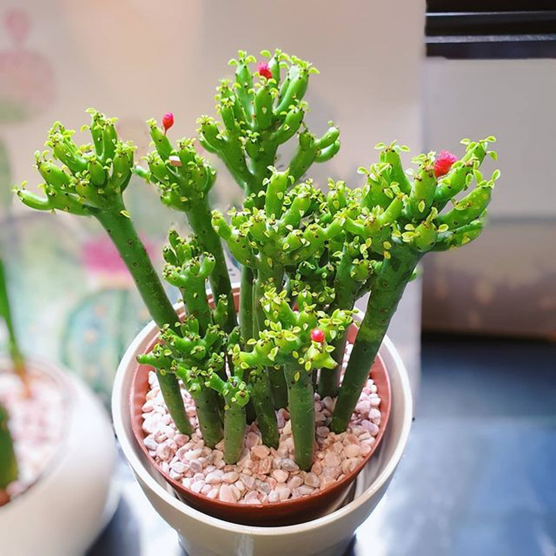 光棍树 四季好养多肉植物 绿珊瑚澎湖树 仙人掌组合盆栽
