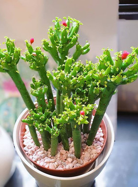 光棍树 四季好养多肉植物 绿珊瑚澎湖树 仙人掌组合盆栽