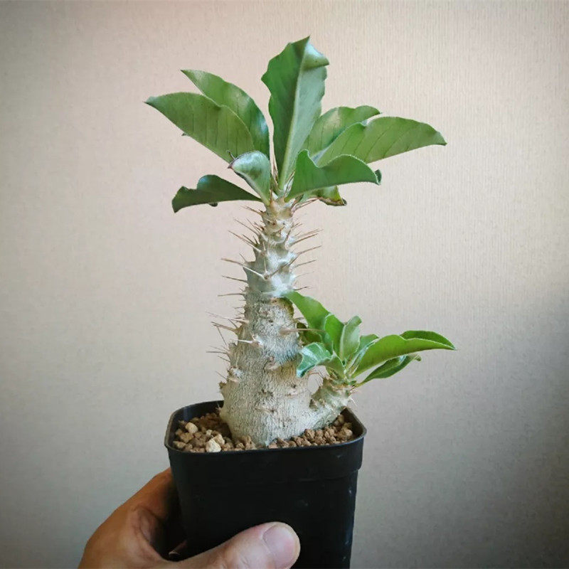 白马城实生块根多肉植物一物一拍 夹竹桃科 绿植小盆栽