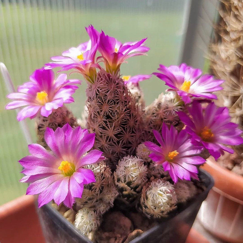 紫王子Escobaria minima 开紫色花仙人球松球属多肉植物