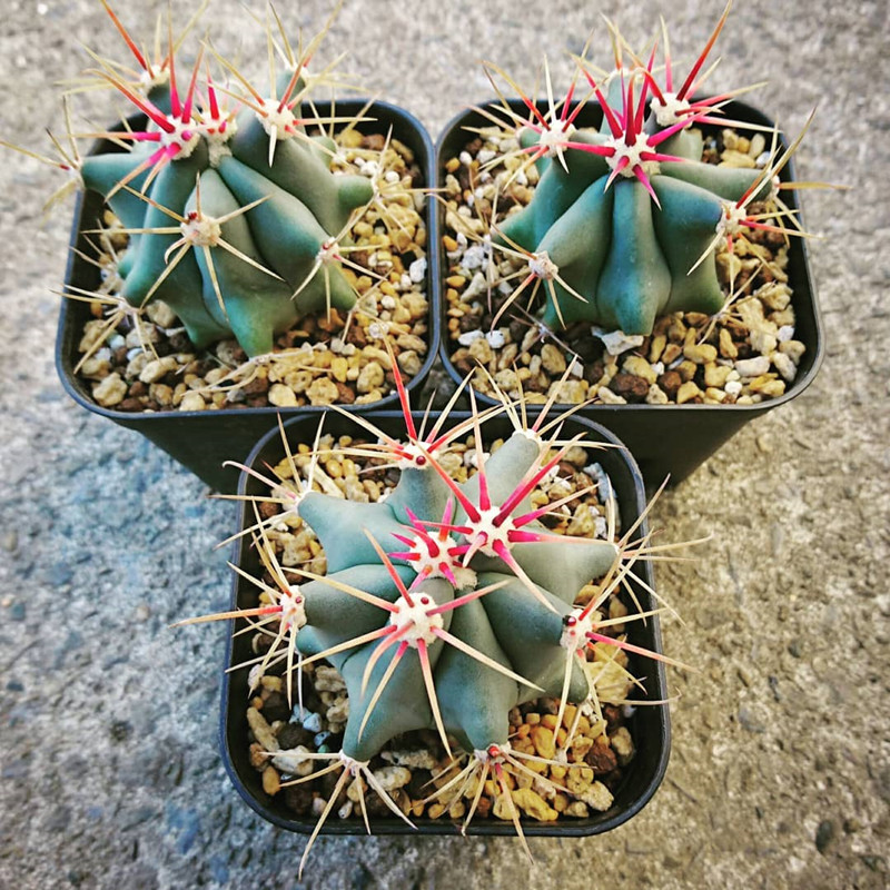 实生龙冠江守玉仙人球 稀有红刺硬刺开花多肉植物小盆栽