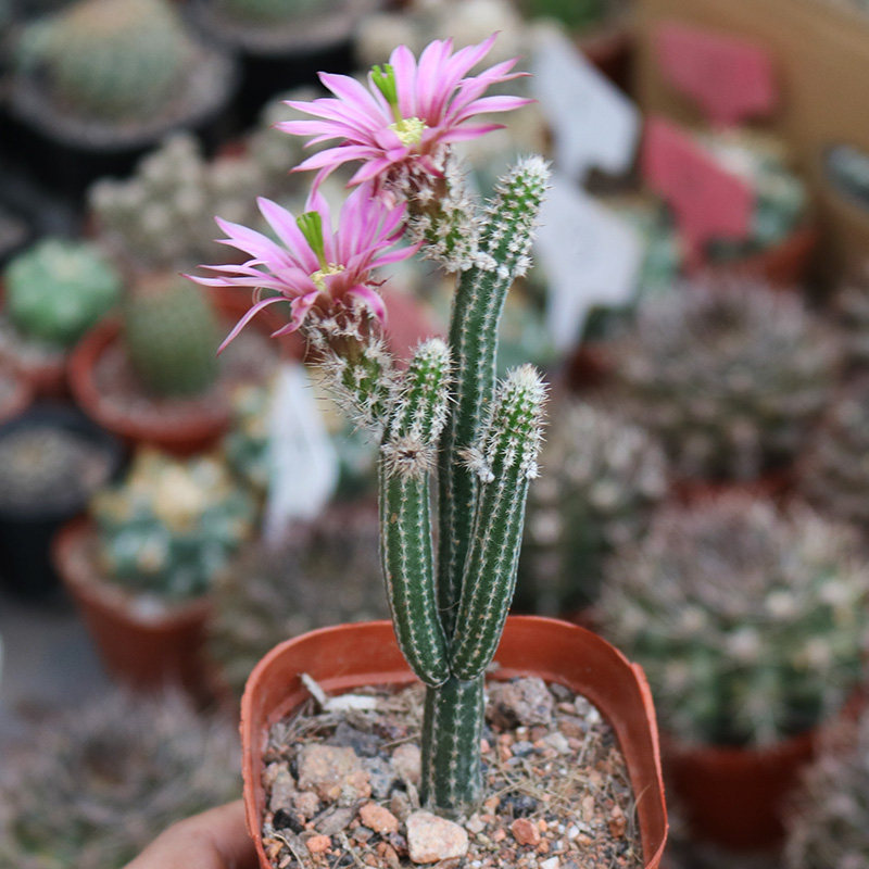 银柳仙人掌趣味开花美观鹿角柱属银钮仙人球多肉新手防辐射小盆栽