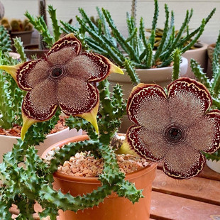 波斯地毯开大花萝藦科植物盆栽多肉花卉室内花奇趣肉肉绿植桌面