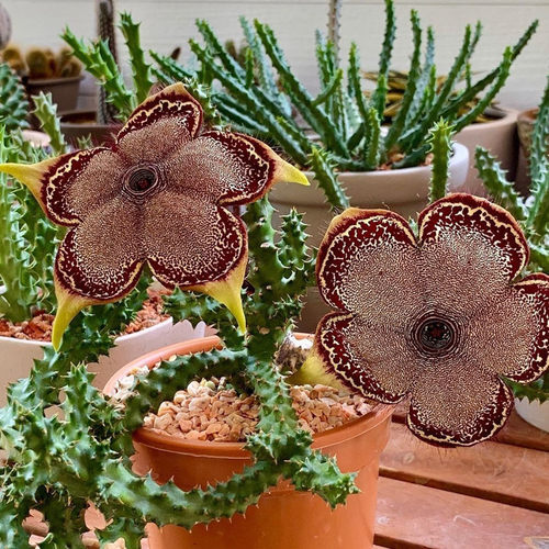 波斯地毯开大花萝藦科植物盆栽多肉花卉室内花奇趣肉肉绿植桌面