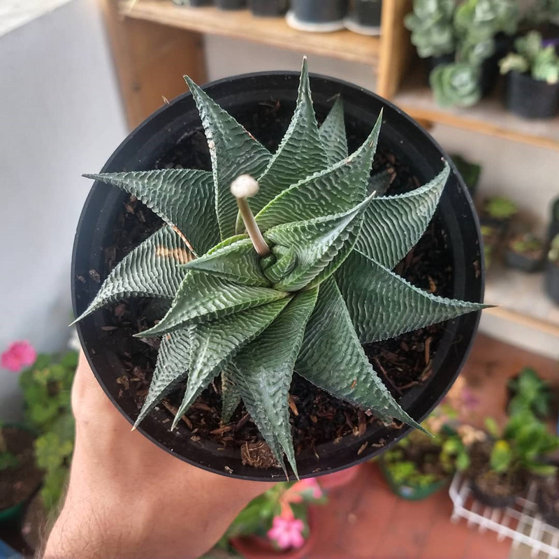 绿植盆栽开花十二卷多肉植物特价