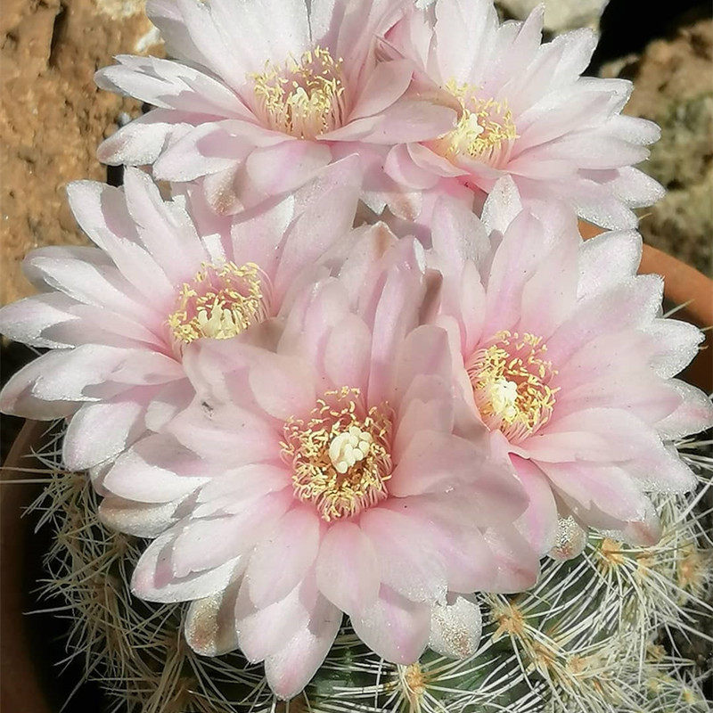樱花罗星丸裸萼球属防辐射多肉胭脂红开花粉花美观好养易度夏