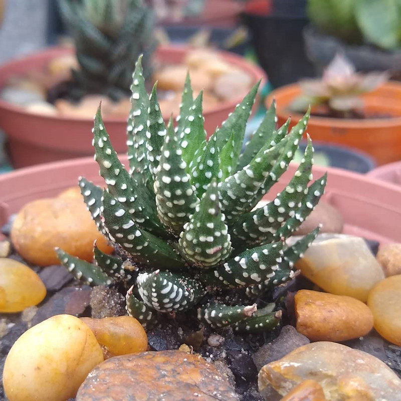 鹰爪 硬叶十二卷多肉植物 创意开花防辐射花卉新手好养绿植特价