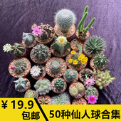 易养活新手组合短毛丸 实生仙人球仙人掌合集 仙人柱根系好 日出