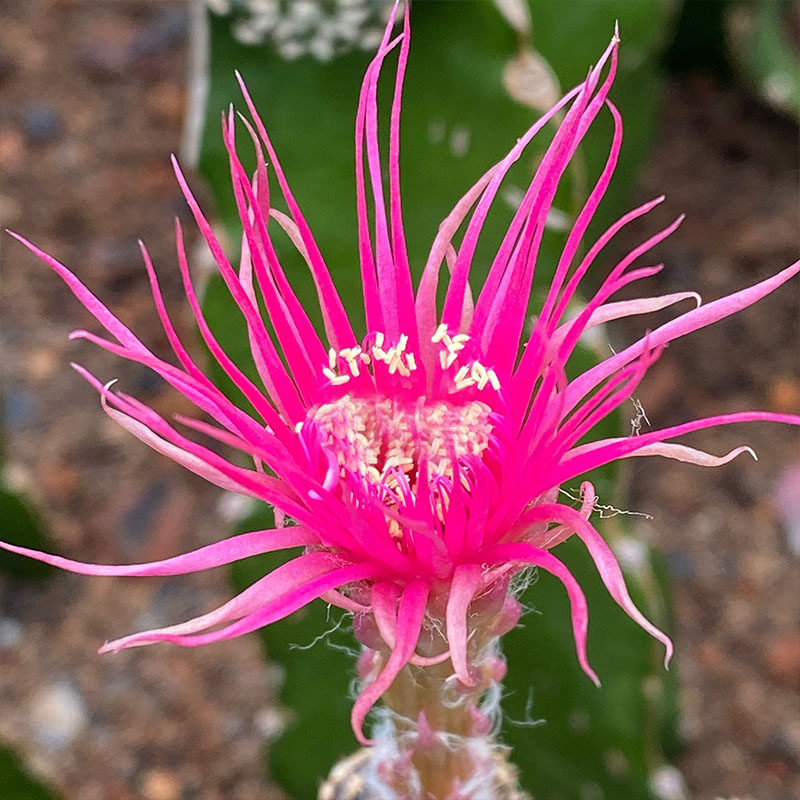 黄花粉花昭和仙人球新品种开花大仙人掌植物盆栽室内桌面绿植多肉