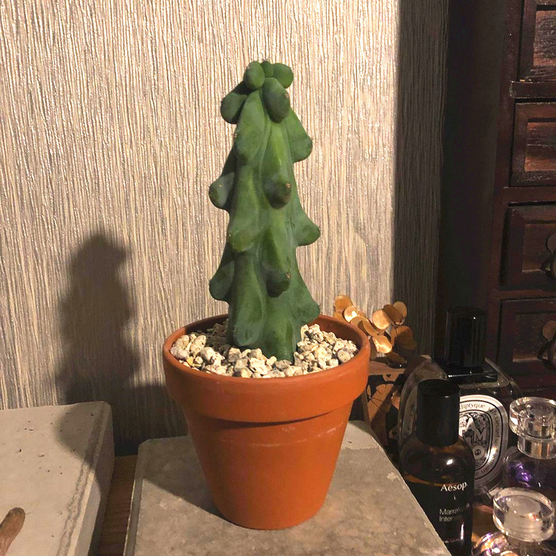 福禄寿仙人柱 北美洲福禄龙神木多肉植物盆栽 ins风少刺仙人掌