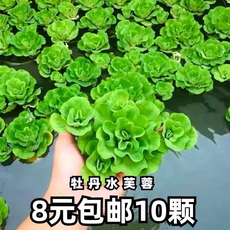 牡丹浮萍水芙蓉类水培浮性水草活体真植物鱼缸景观造景阳台淡水