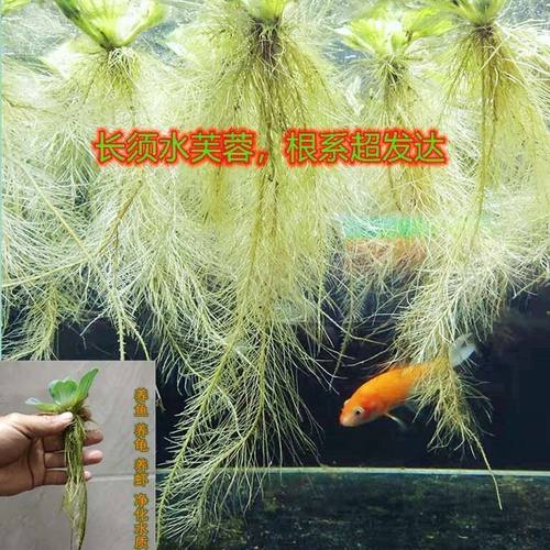 鱼缸造景净化水质水芙蓉水浮萍槐叶萍懒人水草一叶莲浮萍水培植物
