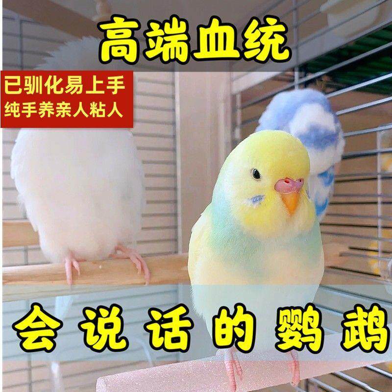纯手养虎皮鹦鹉一对会说话的真活鸟小型好养不死便宜宠物鸟超粘人