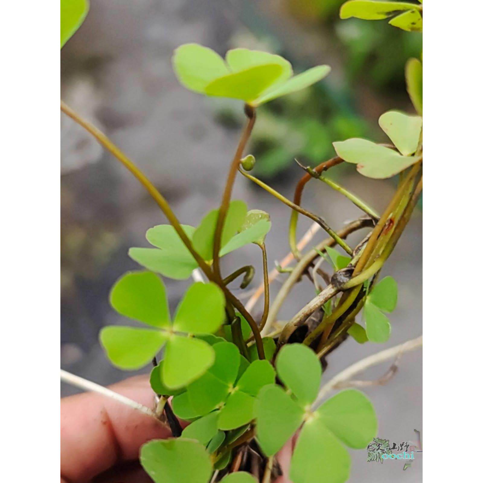 山野选集 幸运草四叶萍田字草绿植水培类植物耐水喜阴植物生态缸