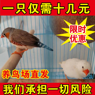 珍珠灰色珍珠白色和珍珠驼色一公一母可繁殖可爱鸟观赏鸟粘人温顺