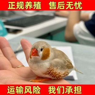 珍珠驼色珍珠白色和珍珠灰色可繁殖观赏鸟可锻炼手养宠物鸟可爱鸟