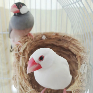 白文鸟灰文鸟灰白驼珍珠十姐妹保姆鸟家庭宠物小鸟观赏鸟可爱萌宠