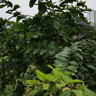 云南深山中药材新鲜马桑树根马桑叶 马桑根中药材包邮