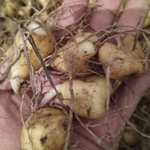 云南姜型黄精新鲜老虎姜猫儿姜煲汤泡酒新鲜去泥不剪根发货