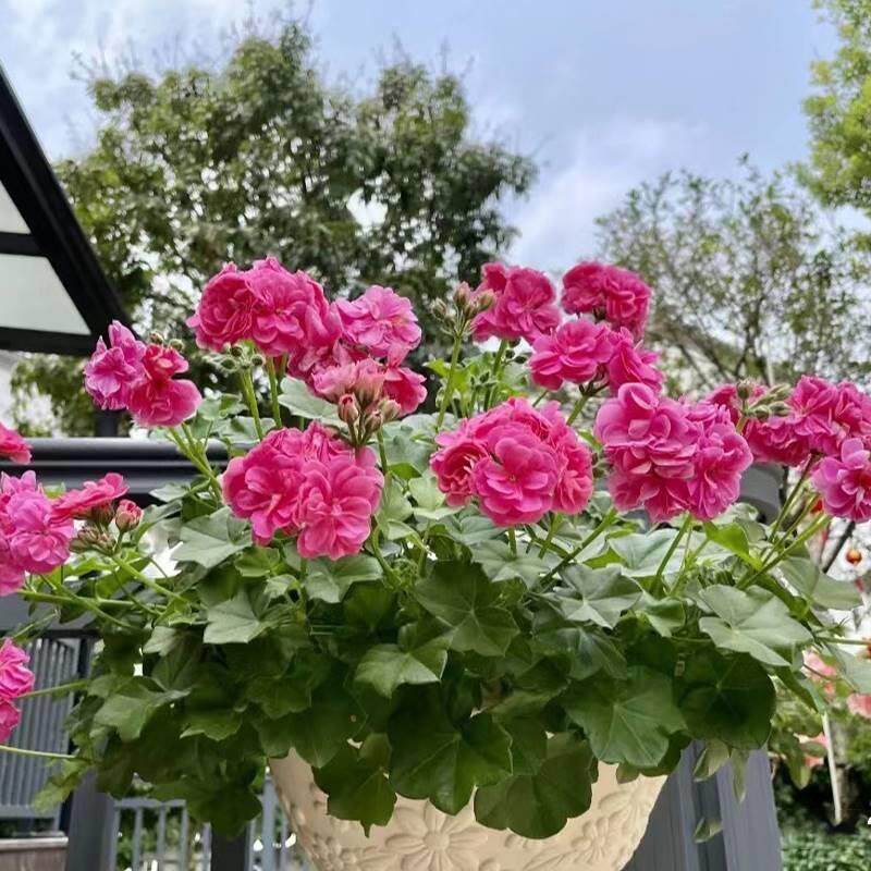 垂吊天竺葵盆栽花卉花苗阳台吊重瓣万岁夏日玫瑰四季带花发货包邮