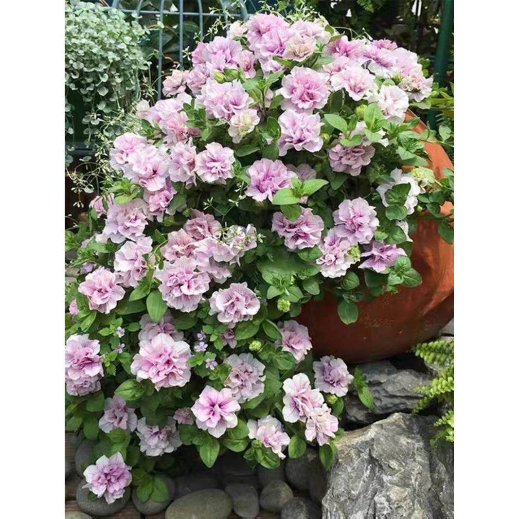 超级矮牵牛花苗盆栽阳台垂吊花卉重瓣冰淡紫百万小玲伊丽莎白带花