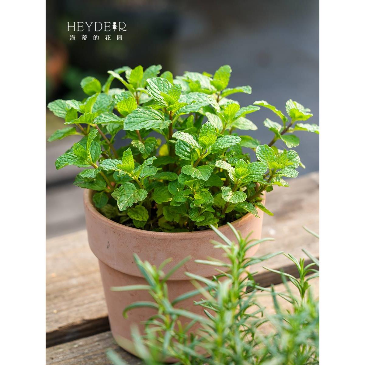 海蒂的花园薄荷盆栽百里香阳台厨房做香料香草花卉植物室内花绿植