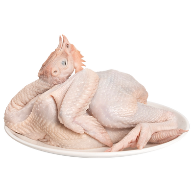 温氏天露凤鲜鸡散养走路高品质