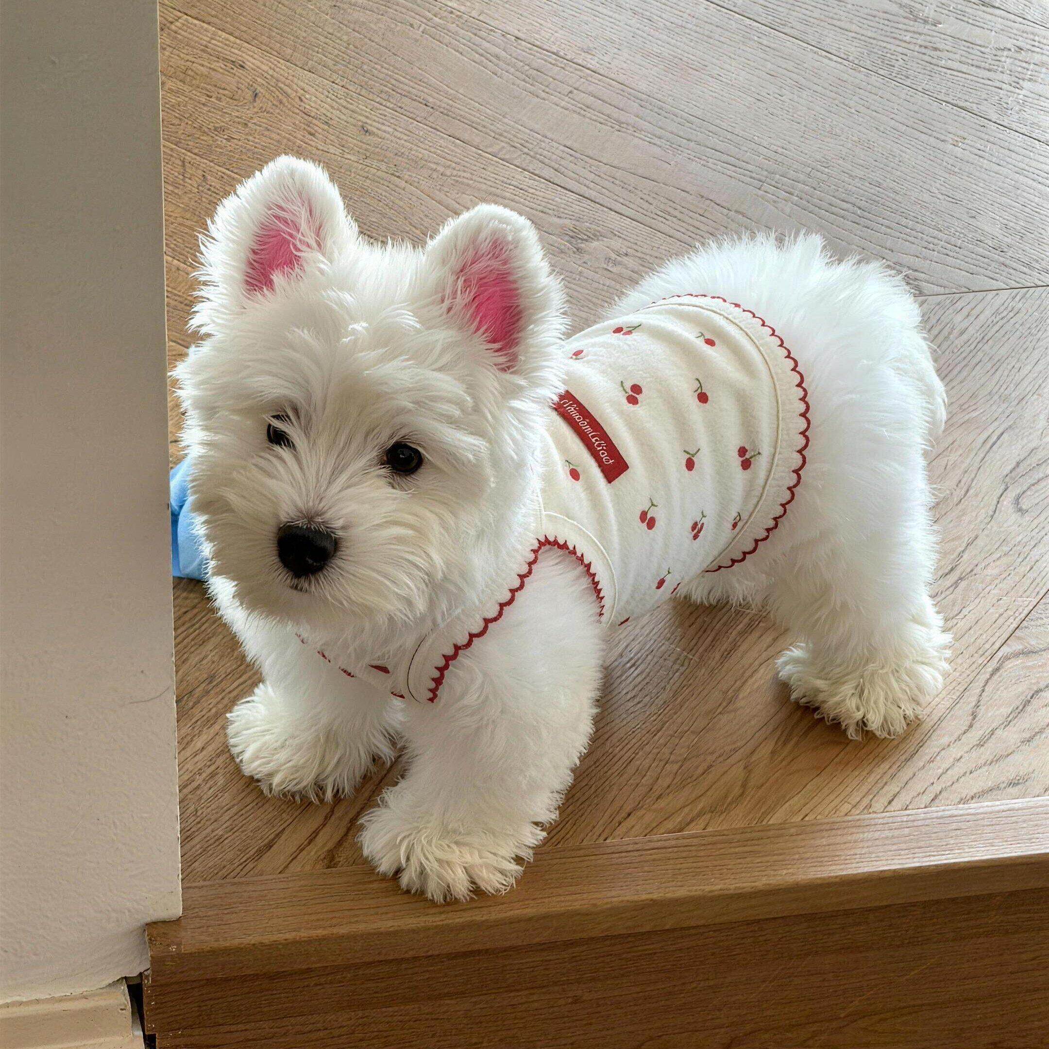 狗狗衣服小狗宠物春装薄款背心比熊小型犬猫咪衣服2026新款防掉毛