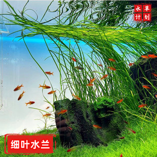 细叶水兰丝带水兰草缸造景原生缸后景水草无需二氧化碳底沙可养
