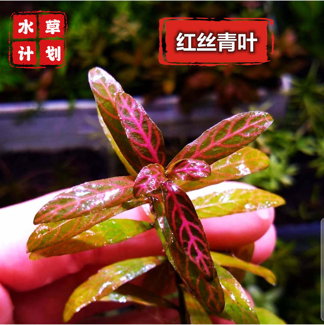 红丝青叶水草变色水草青丝红叶无需二氧化碳自养水下叶中后景水草
