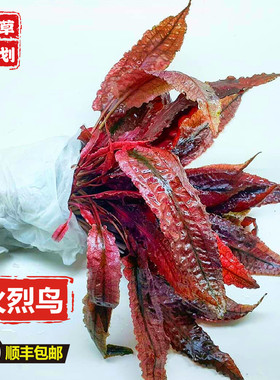 火鸟椒草ADA稀有水草非组培草缸造景红色水草阴性草水下叶淡水