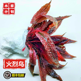 火鸟椒草ADA稀有水草非组培草缸造景红色水草阴性草水下叶淡水