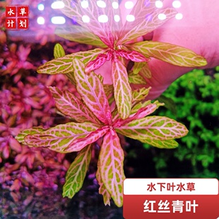 红丝青叶水草草缸造景鱼缸无需二氧化碳水草自养水下叶中后景增氧