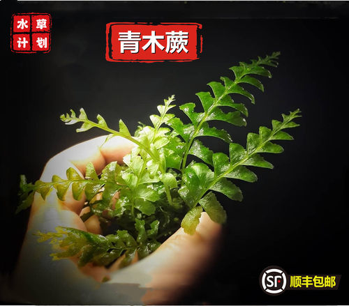 青木阴性水草自养生长缓慢鱼缸