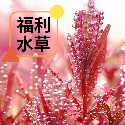 自养水下叶无需二氧化碳易养植