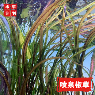 喷泉椒草 缎带椒草无需二氧化碳草缸造景淡水经典后景草易养易活