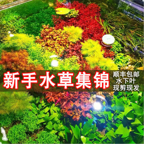 鱼缸水草自养水下叶无藻无螺