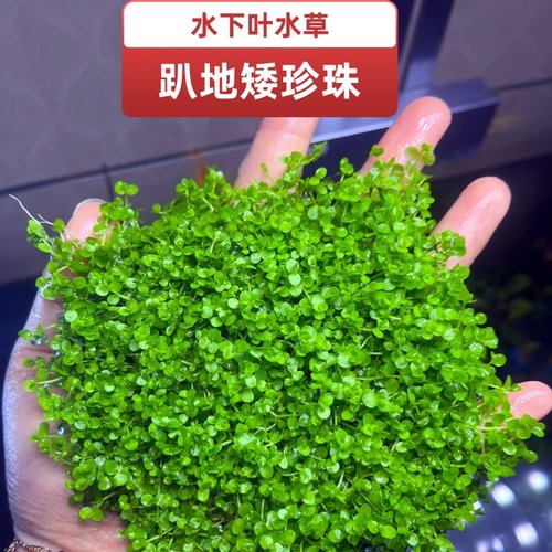 好养水草鱼缸造景无需二氧化碳