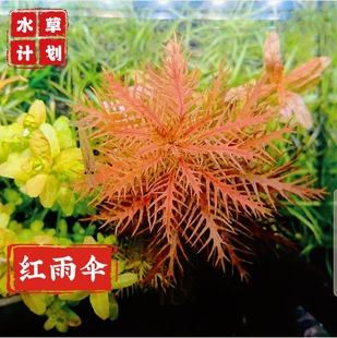 红雨伞水草绿雨伞水草造景红色水草中后景草水草活体水中叶包邮